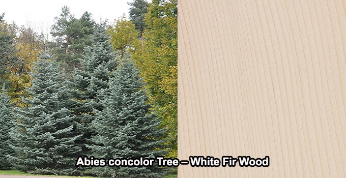 Abies concolor Tree White Fir Wood