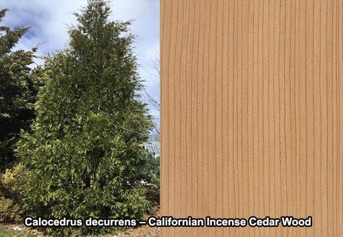 Calocedrus decurrens Californian Incense Cedar Wood