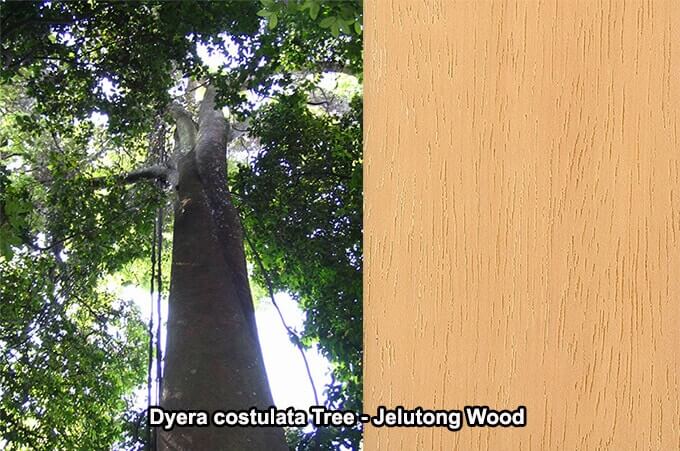 Dyera costulata Tree Jelutong Wood