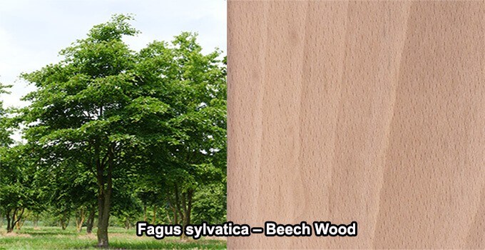 Fagus sylvatica Beech Wood