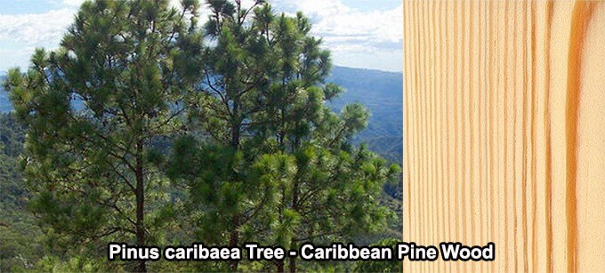 Pinus caribaea Tree Caribbean Pine Wood