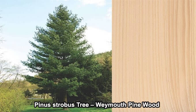 Pinus strobus Tree Weymouth Pine Wood