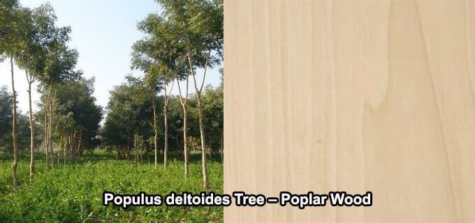 Populus deltoides Tree Poplar Wood