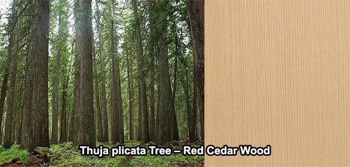 Thuja plicata Tree Red Cedar Wood
