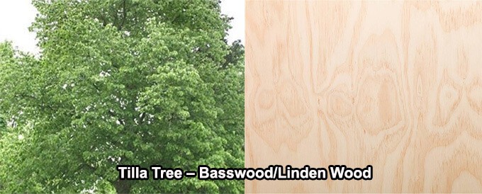 Tilla Tree Basswood Linden Wood