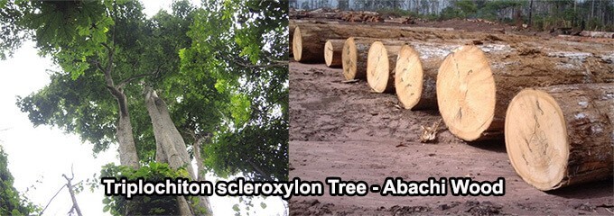 Triplochiton scleroxylon Tree Abachi Wood